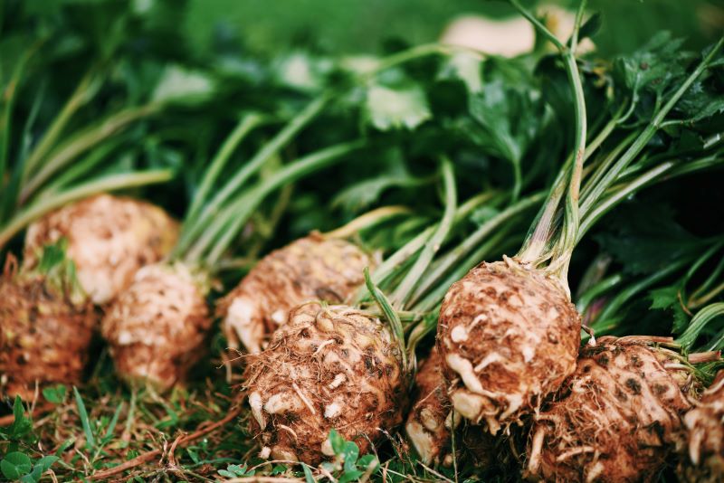 image of fresh celery root