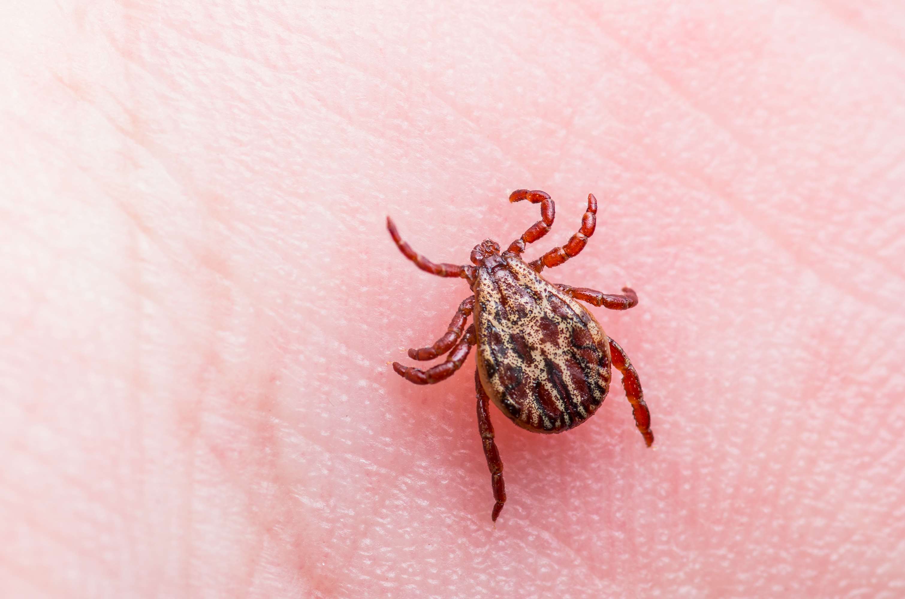 Photo of a tick