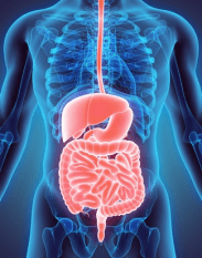 digestive system