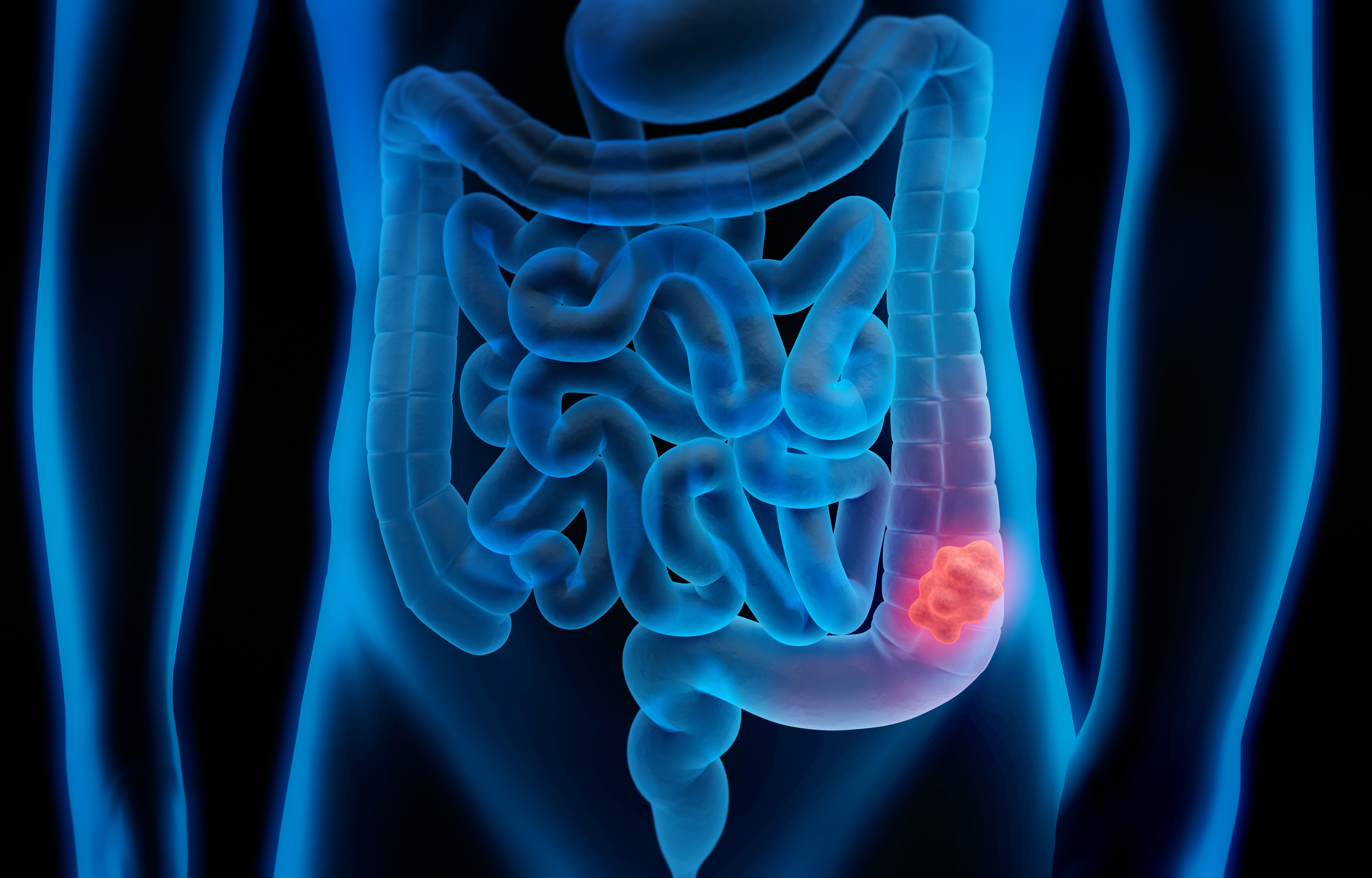 digestive system